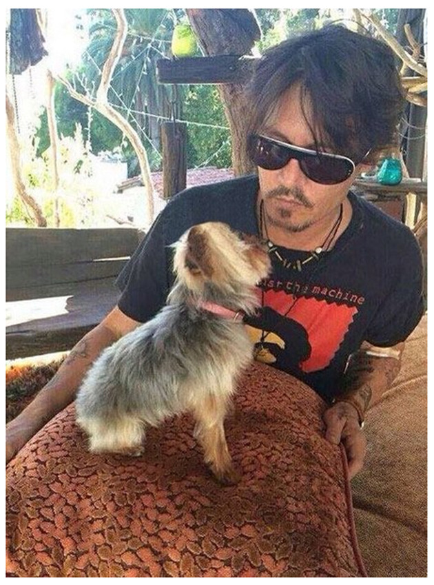 Perros-de-Johnny-Depp