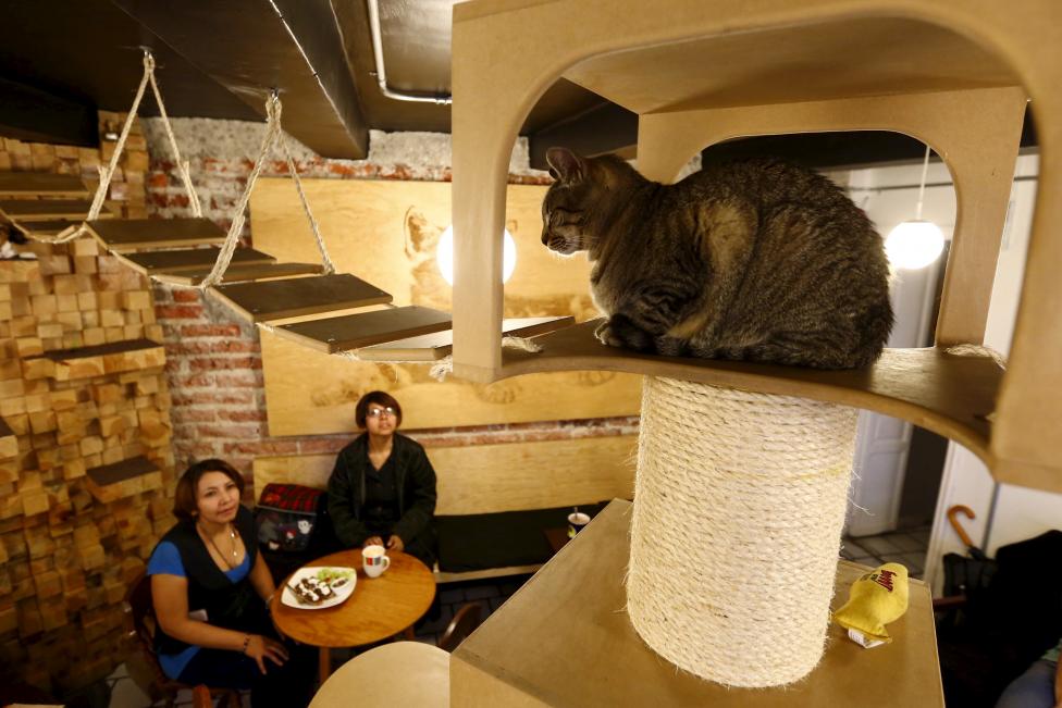 Customers look at a cat inside La Gateria restaurant in Mexico City, June 4, 2015. REUTERS/Edgard Garrido