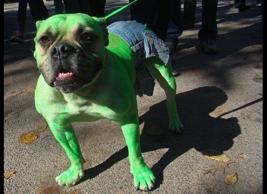 disfraces-caseros-para-mascotas-halloween-hulk-gallery