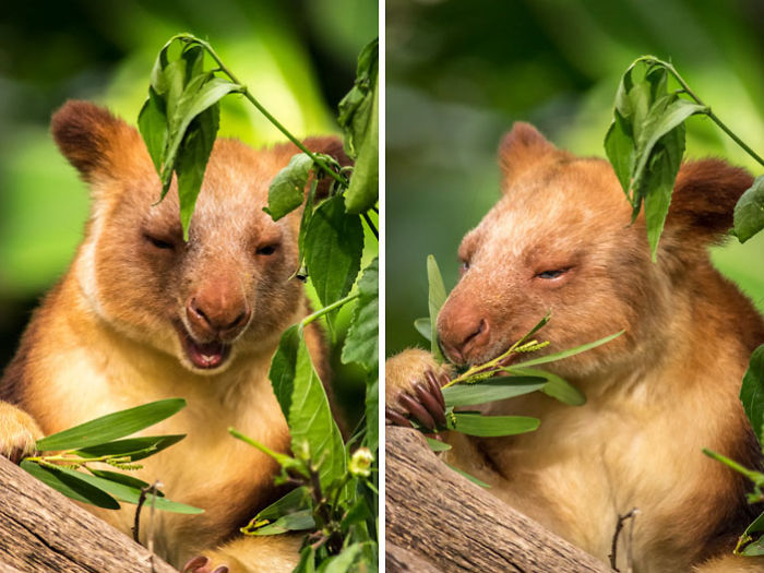 tree-kangaroo-1-5a167e7d3babb__700