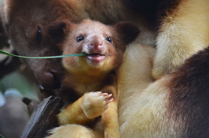 tree-kangaroo-255-5a16859c0c87d__700