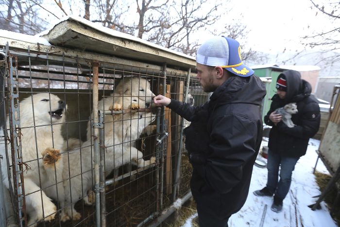 American-skier-saves-90-dogs-at-South-Korea-Olympics-5a9518ccdfcf8__700