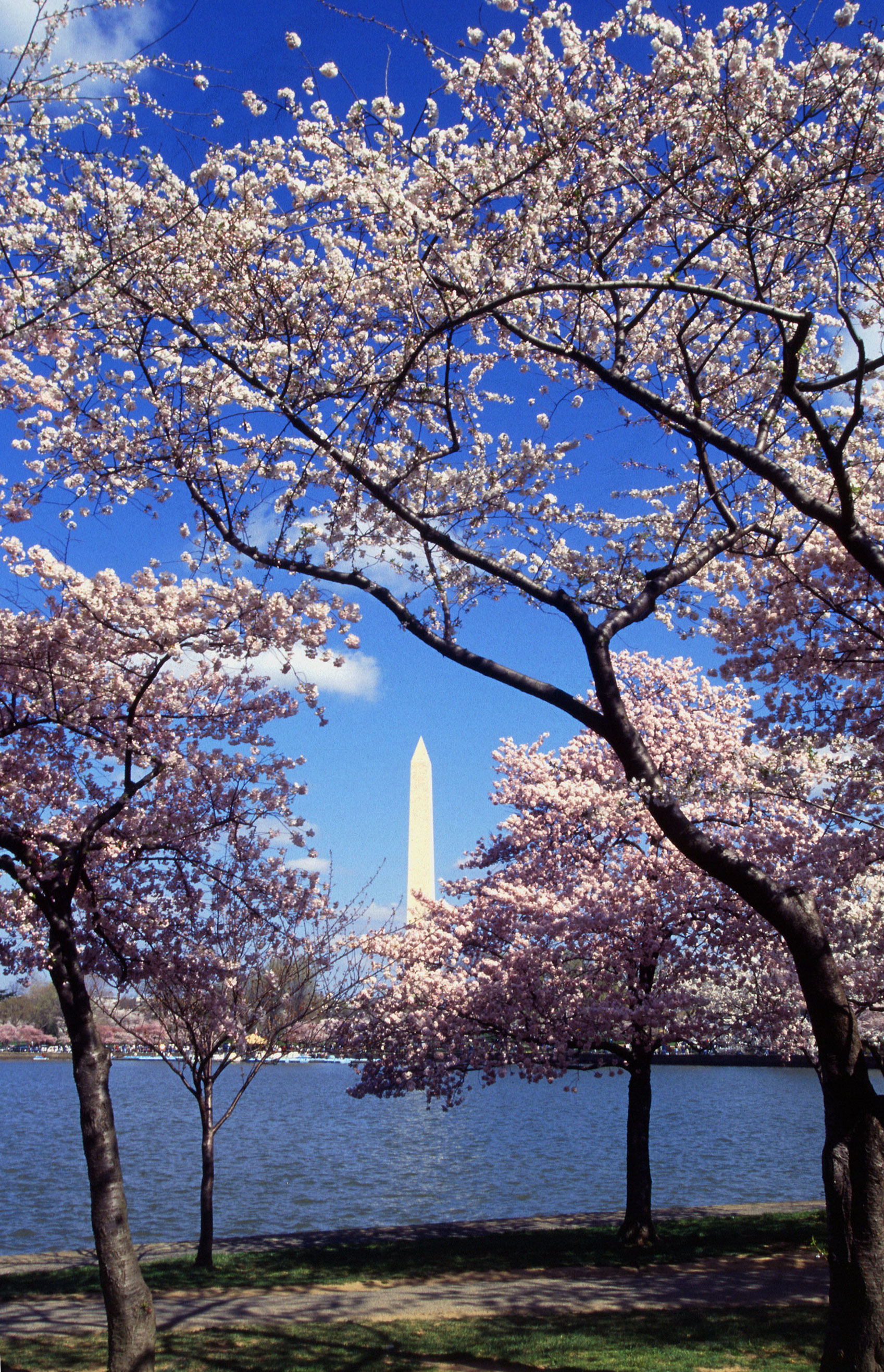 El gran espectáculo de los cerezos en Washington EstiloDF