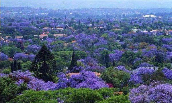 La Ciudad de México se pinta de violeta, con los árboles de jacarandas -  EstiloDF