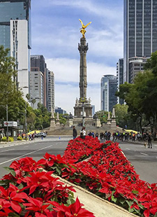 Flor de Nochebuena en Paseo de la Reforma