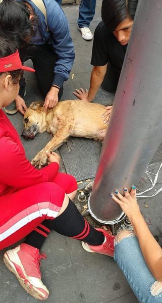 Perros rescatados accidente