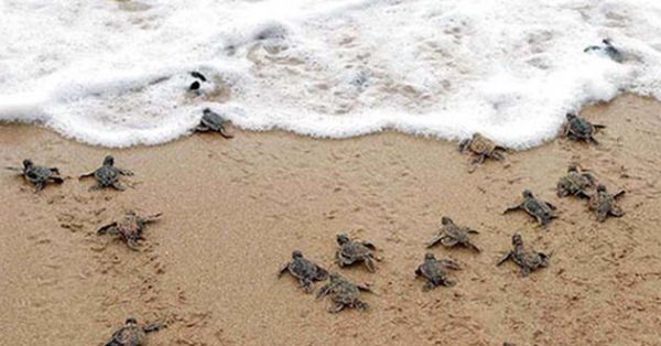 Península-de-Baja-California-liberacion-tortugas