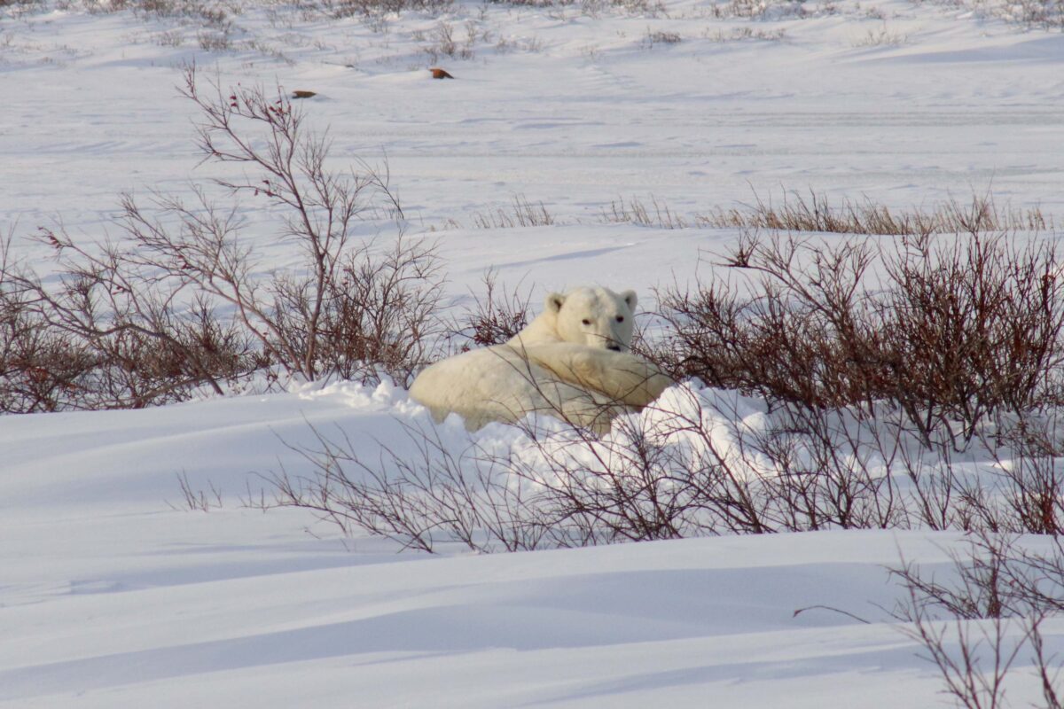 oso polar churchill manitoba canada frontiers north