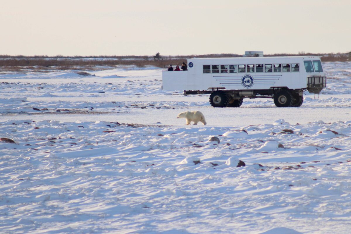 oso polar churchill manitoba canada frontiers north