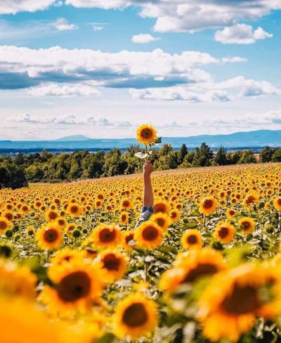 santuario de girasoles mx