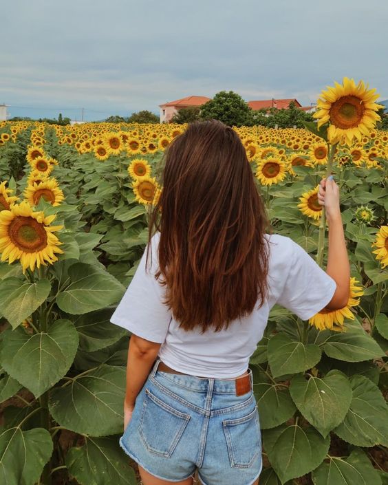 santuario de girasoles mx