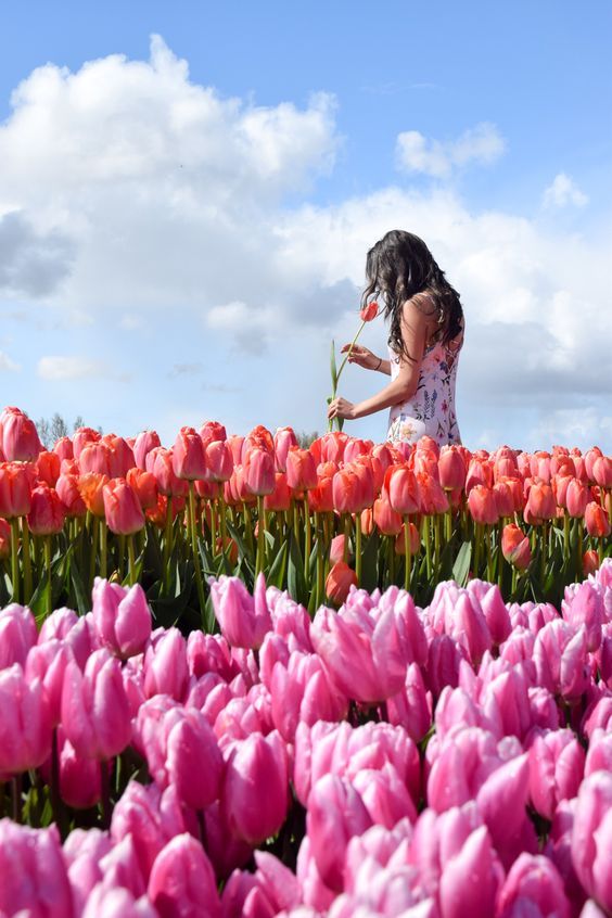 campos de tulipanes