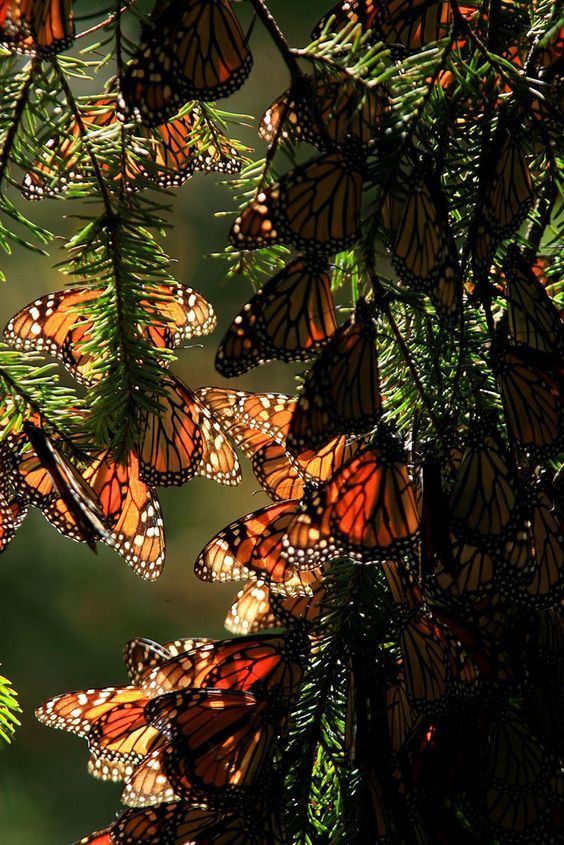 mariposa monarca méxico