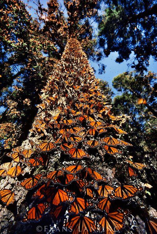 mariposa monarca méxico