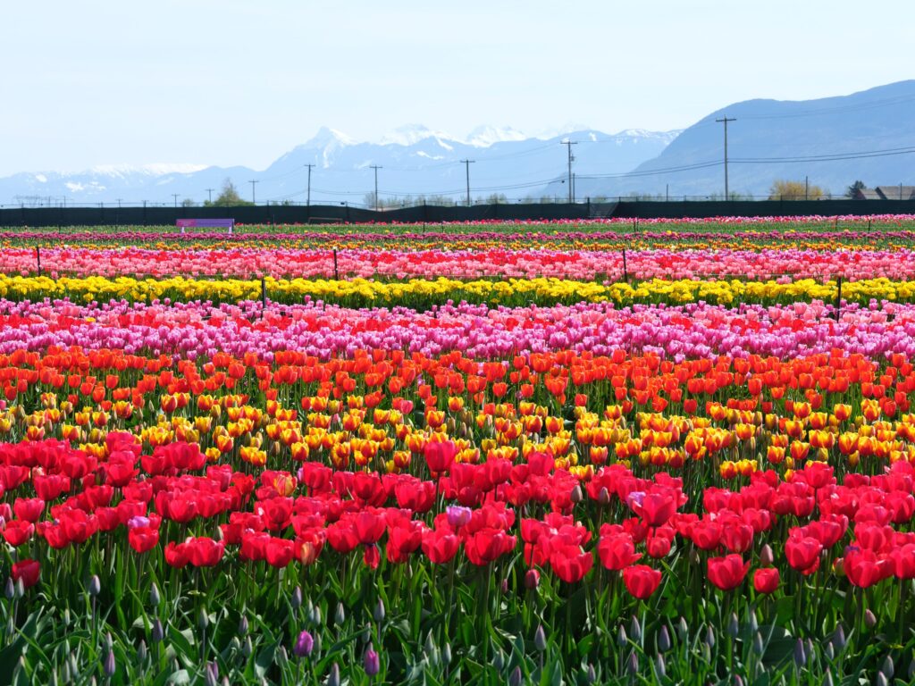 campos de tulipanes
