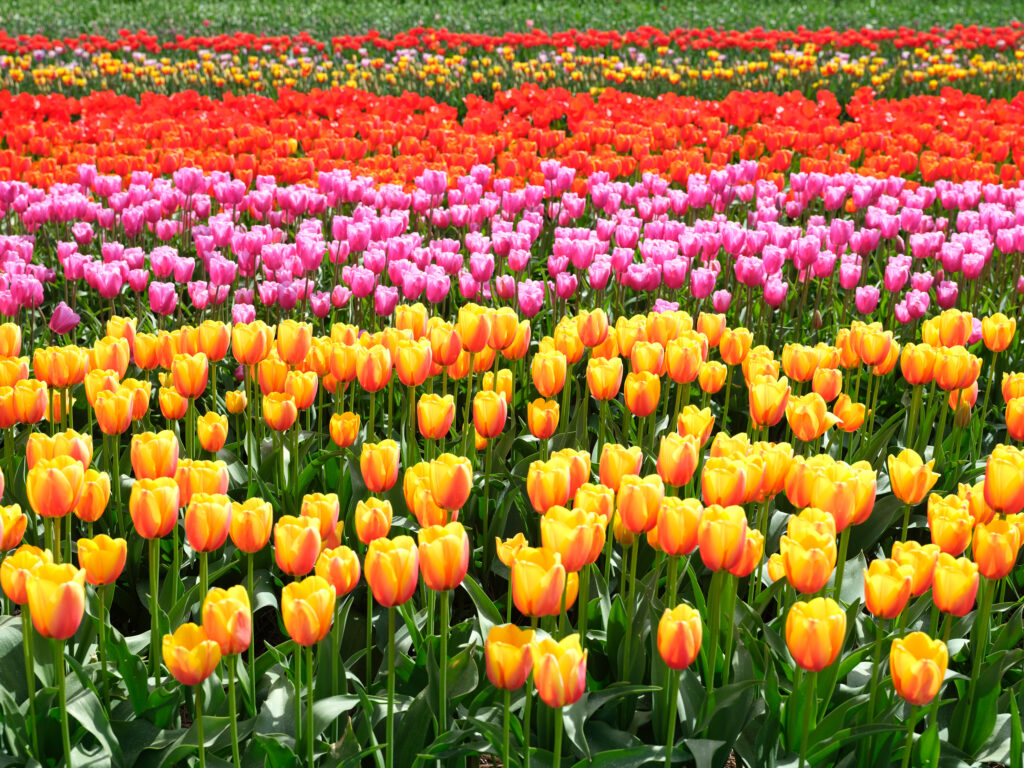 campos de tulipanes