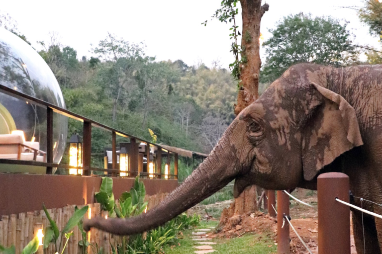 hotel con elefantes