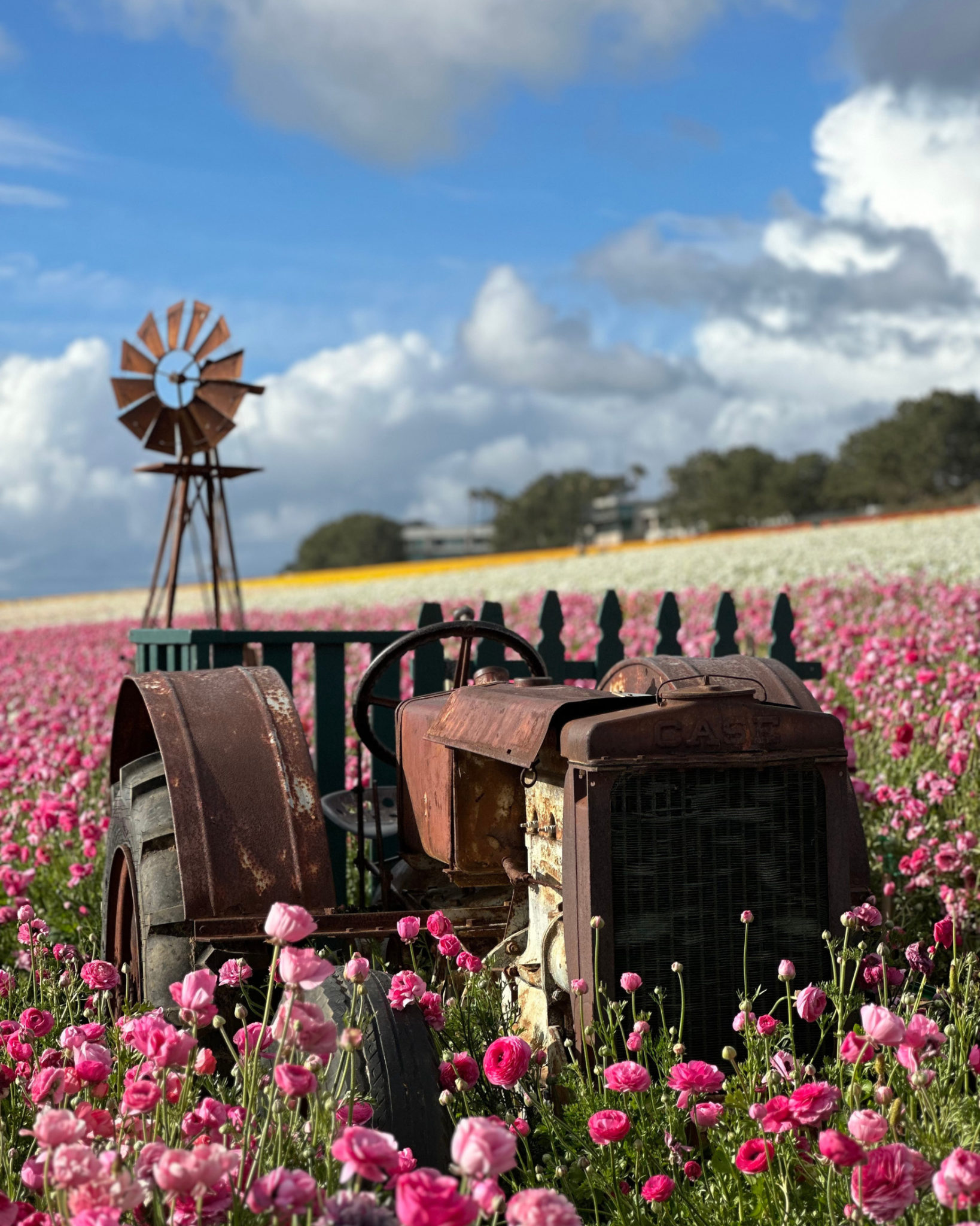 ¡La primavera ya está aquí! Viaja al sur de California y enamórate de los 55 acres de flores gigantes y de sus colores